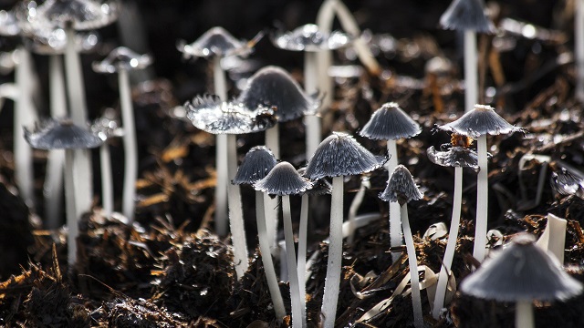 Clusters of grey capped mushrooms with translucent stems on leafy ground.