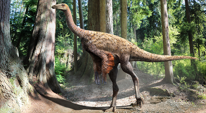 Illustration of Ornithomimus based on the findings of preserved tail feathers and soft tissue, by Julius Csotonyi