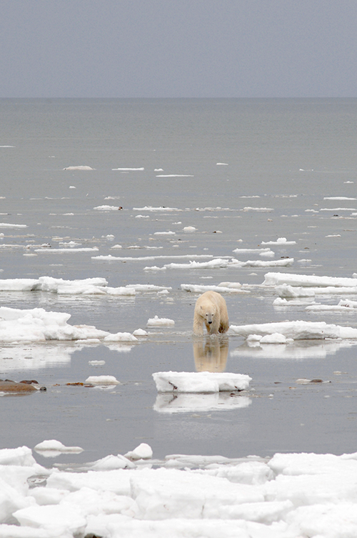 Polar bears swimming more because of sea ice loss
